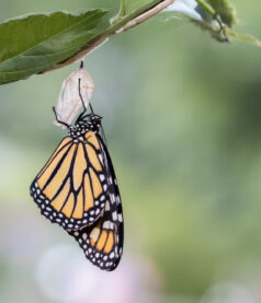 The Anatomy of Coaching Led Change