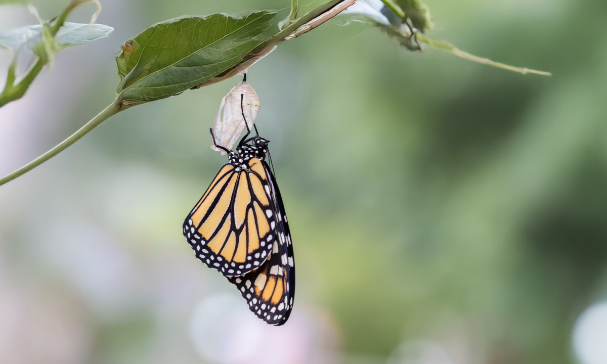 The Anatomy of Coaching Led Change