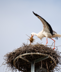 Building a Coaching Culture within Organisations