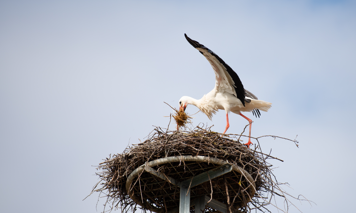Building a Coaching Culture within Organisations