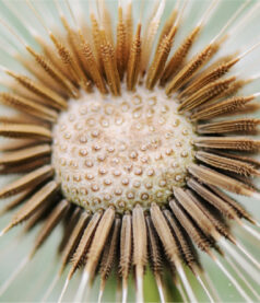 Shaping the narrative in the Indian IT Services industry – leadership lessons from the original AI