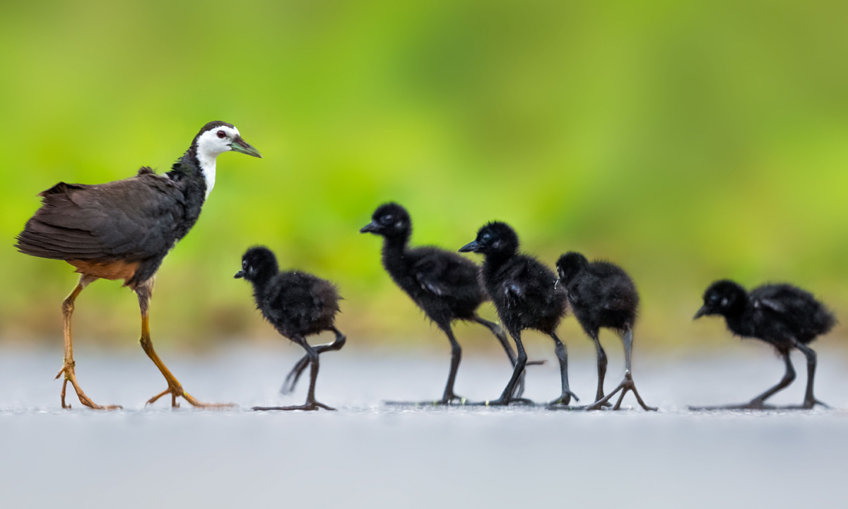 Can Captains of leadership teams also be coaches?