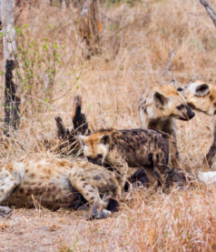 Building Corporate and Team Culture – Leaders’ Perspective