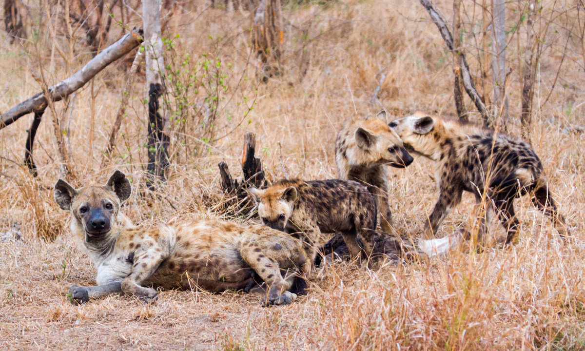 Building Corporate and Team Culture – Leaders’ Perspective