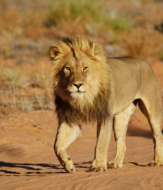 Successful Leaders step out of the comfort zone