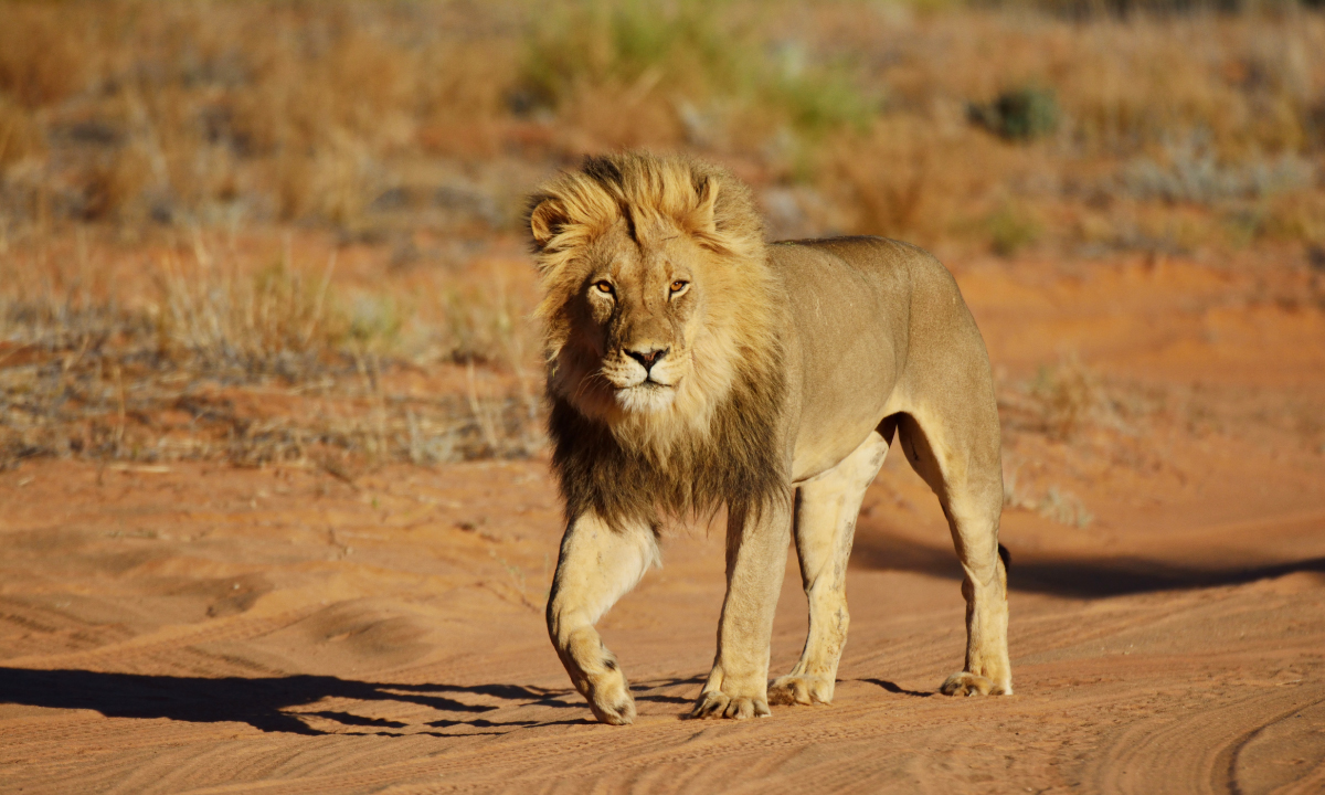 Successful Leaders step out of the comfort zone