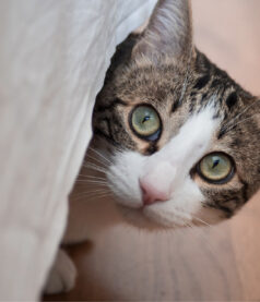 Conformance, the drive to achieve and the hot stove rule