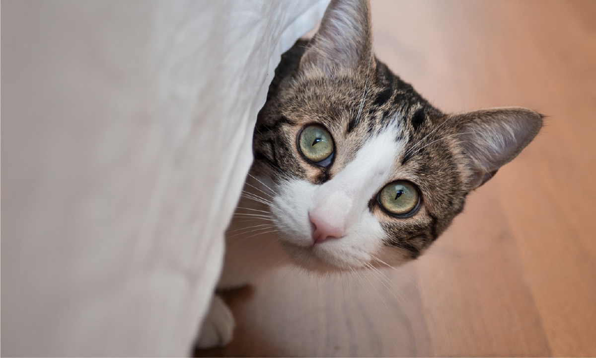 Conformance, the drive to achieve and the hot stove rule