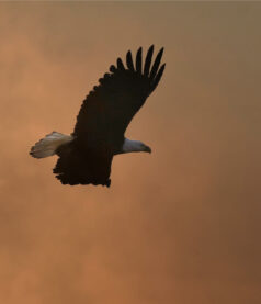 The human spirit as a shared signal