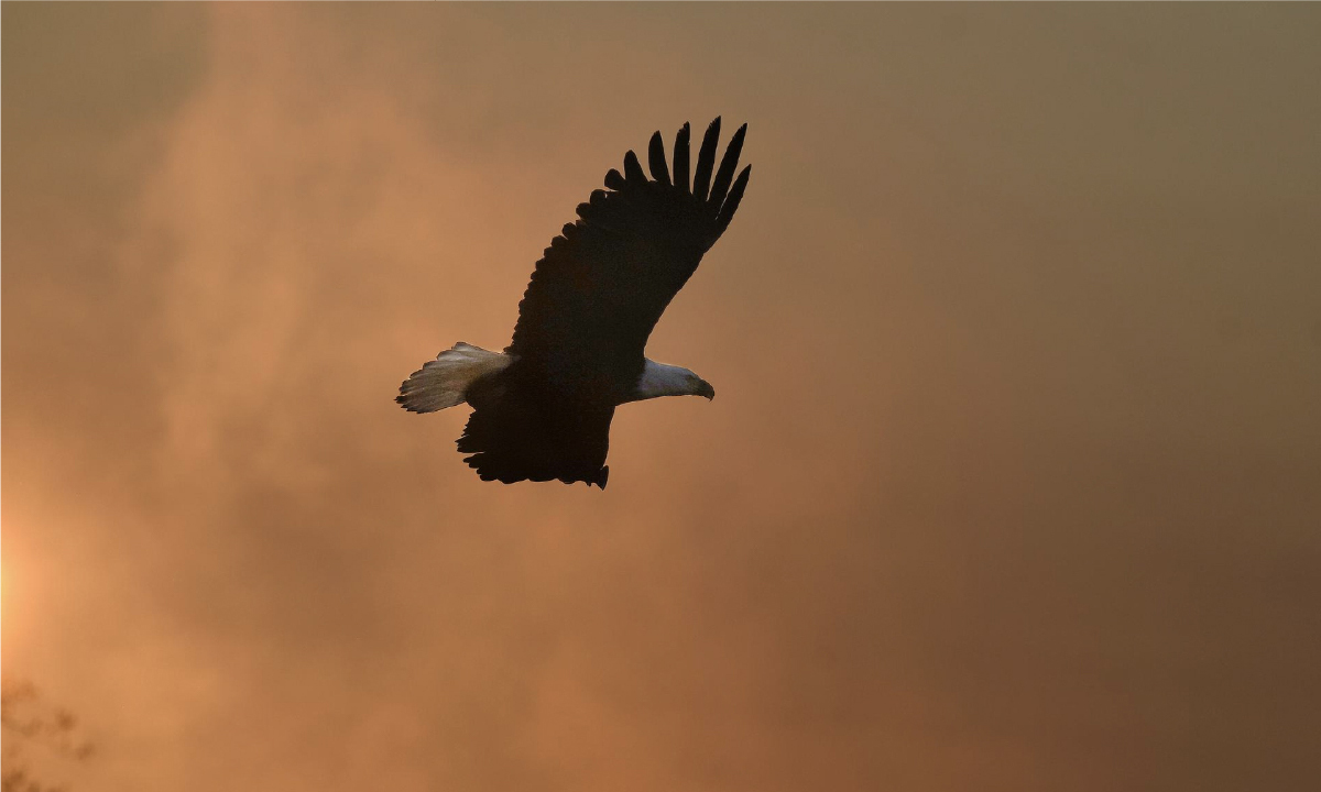 The human spirit as a shared signal