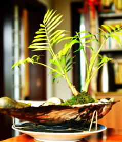 How do kids discover their ikigai in an era of affluence